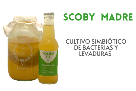 scoby kombucha kombu fit: realiza el proceso de transformación de azucares y glucosa en ácidos beneficiosos para la salud digestiva.   